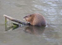 Beaver is probably a Muskrat